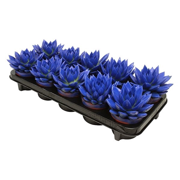 <h4>Echeveria coloured dark blue</h4>