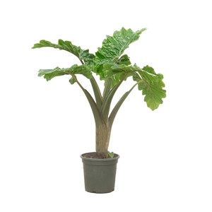 Alocasia Lowrider stam - 110cm