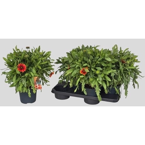 GAIL AR SPINTOP RED