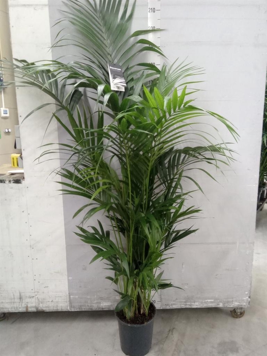 <h4>Howea forsteriana</h4>