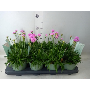 Armeria pseud. 'Dreameria Daydream'