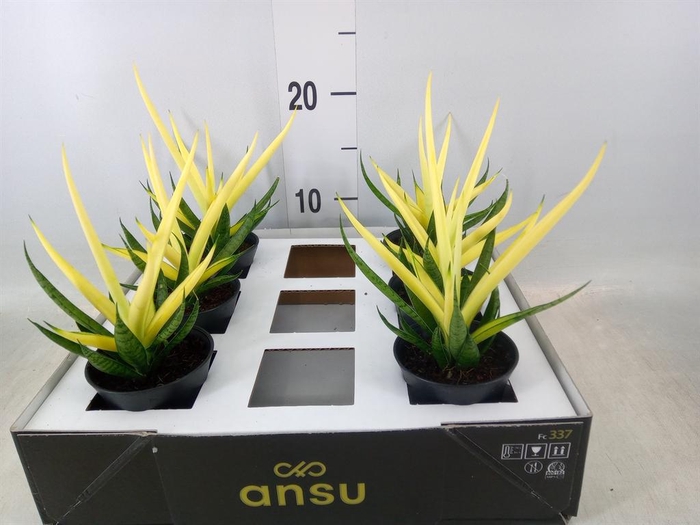 <h4>Sansevieria   ...</h4>