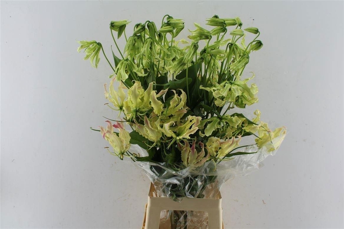 <h4>Gloriosa Pinky</h4>