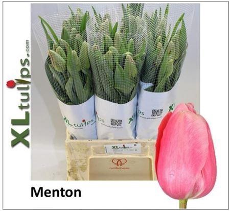 <h4>Tu En Menton</h4>