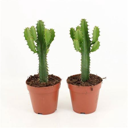 <h4>Euphorbia Triangularis</h4>