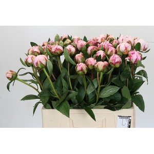 Paeonia Sarah Bernhardt