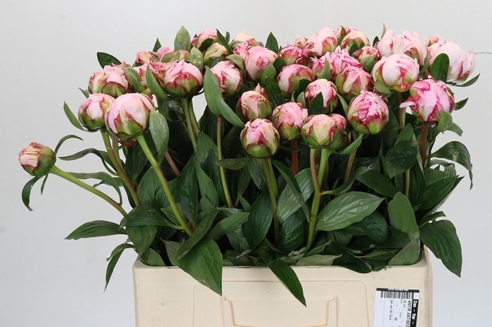 <h4>Paeonia Sarah Bernhardt</h4>