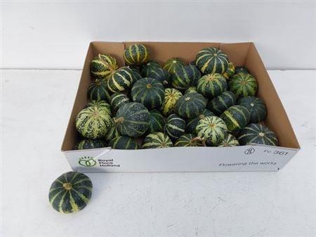 <h4>CUCURBITA PEPO</h4>