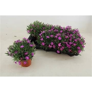 DIAN PILLOW PURPLE