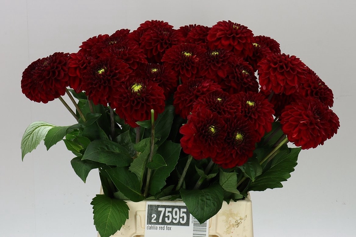 Dahlia Red Fox