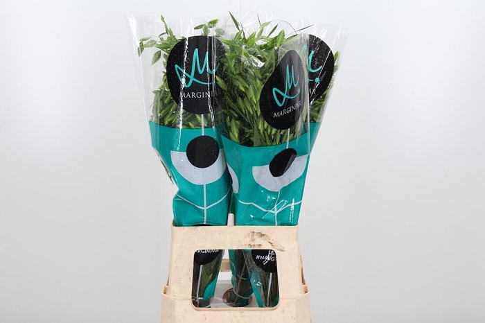 <h4>Chasm Latifol Mantis</h4>