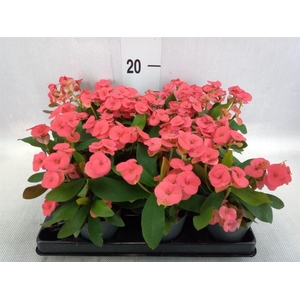 EUPHORBIA MILII ... RED