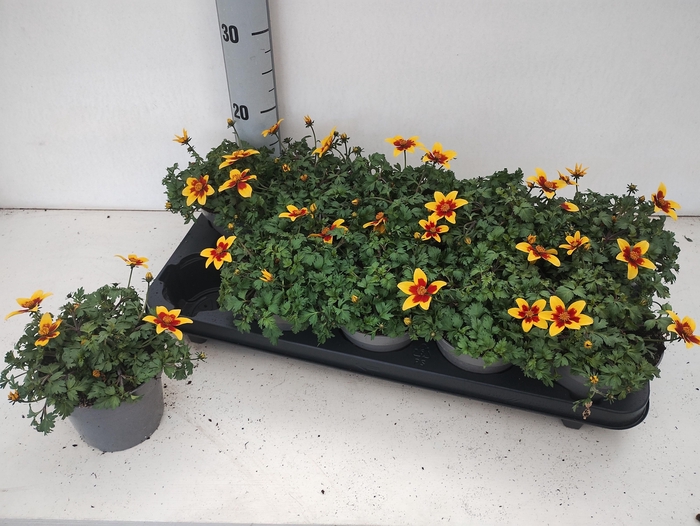 <h4>BID BIDY BM RED EYE</h4>