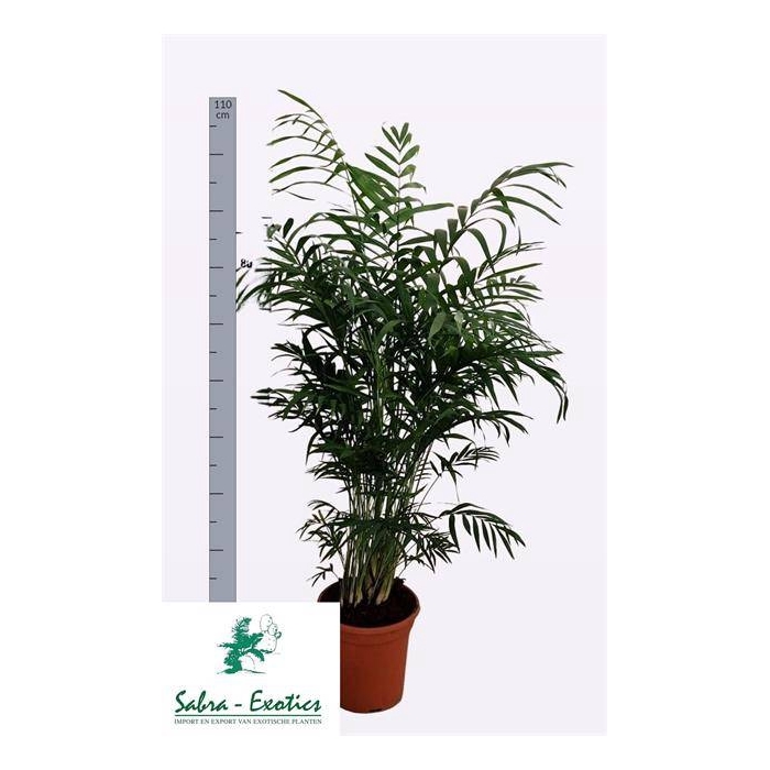 <h4>Chamaedorea elegans 21Ø 105cm</h4>