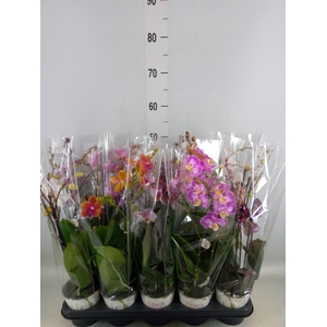 Phalaenopsis   ...mix