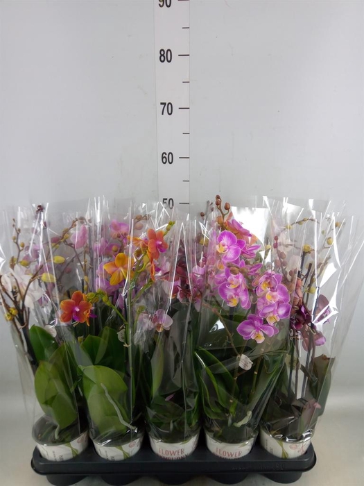 <h4>Phalaenopsis   ...mix</h4>