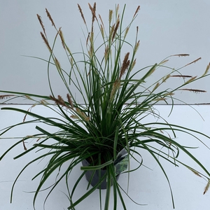 Carex oshimensis