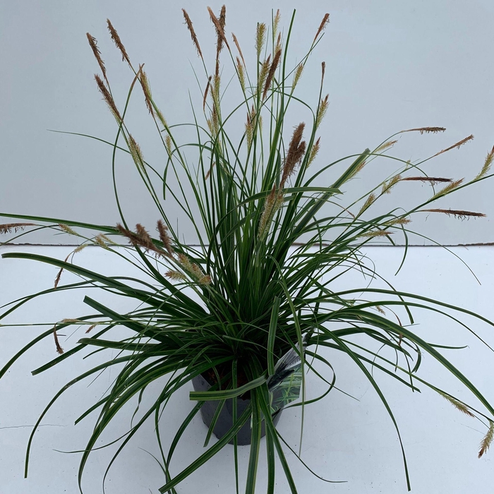 <h4>Carex oshimensis</h4>