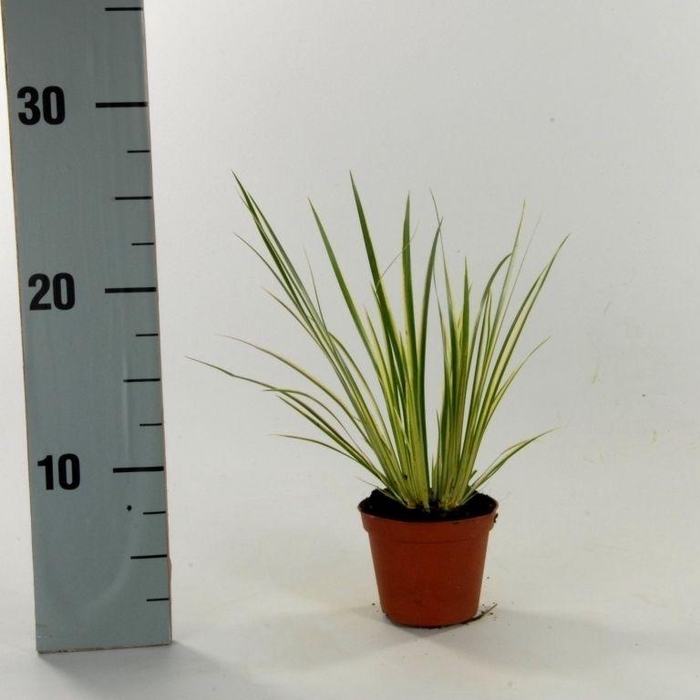 <h4>ACORUS GRAM AUREOVAR</h4>
