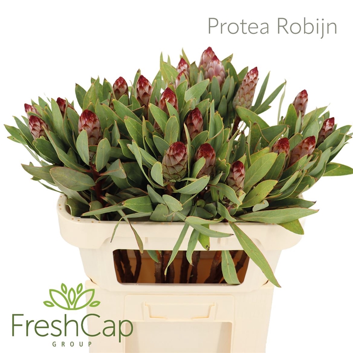 <h4>Protea Robijn</h4>
