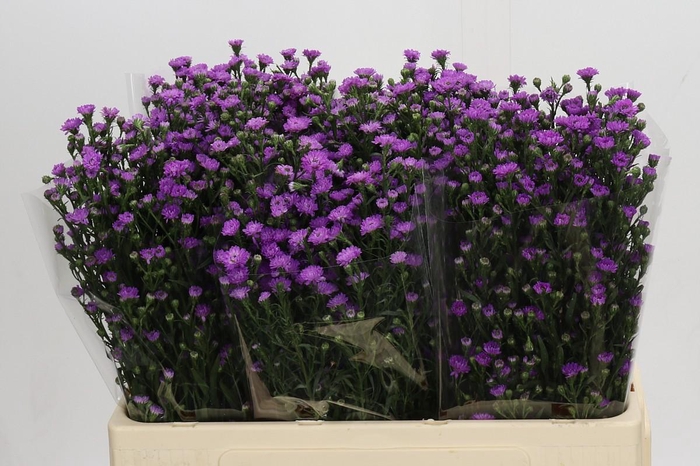 <h4>Aster Baby Pink</h4>