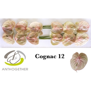 ANTH A COGNAC 12