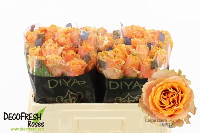 <h4>Rosa large carpe diem</h4>
