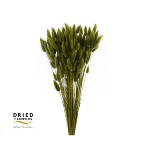 Dried Bleached Lagurus Olive 50gr