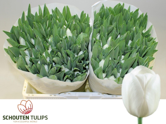 <h4>TU EN ROYAL VIRGIN</h4>