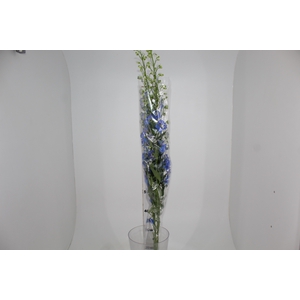 DELPHINIUM 090 CM AZUL
