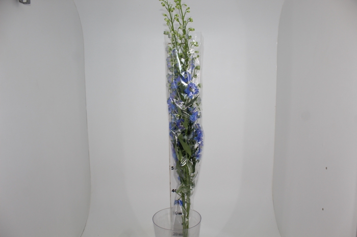 <h4>DELPHINIUM 090 CM AZUL</h4>