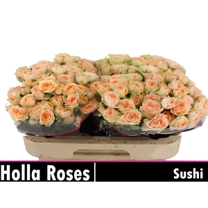 Holly