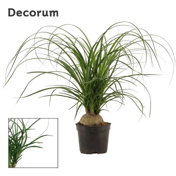 <h4>Beaucarnea bol 14 cm (Decorum)</h4>