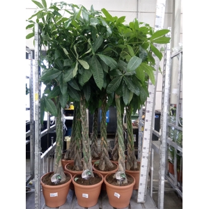 Pachira aquatica