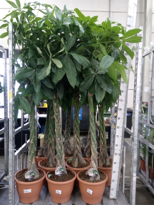 <h4>Pachira aquatica</h4>