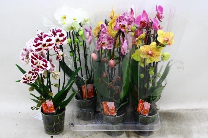 <h4>PHAL EL CASCADE</h4>