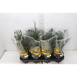 ALBUCA SPIRALIS P14 SEM FLOR