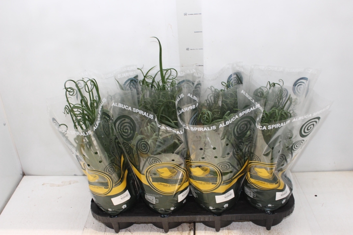 <h4>ALBUCA SPIRALIS P14 SEM FLOR</h4>