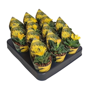 FAUCARIA TUBERCULOSA - POT Ø 6,5 WITH POTCOVER (SUCCULENTEN)