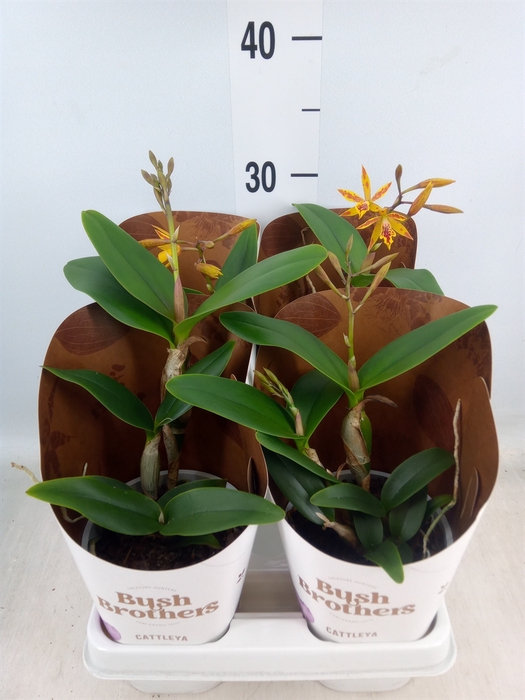 <h4>Cattleya   ...</h4>