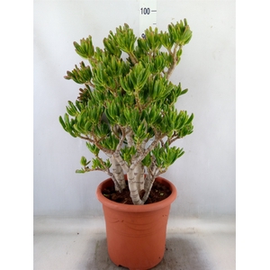 Crassula ovata 'Hobbit'