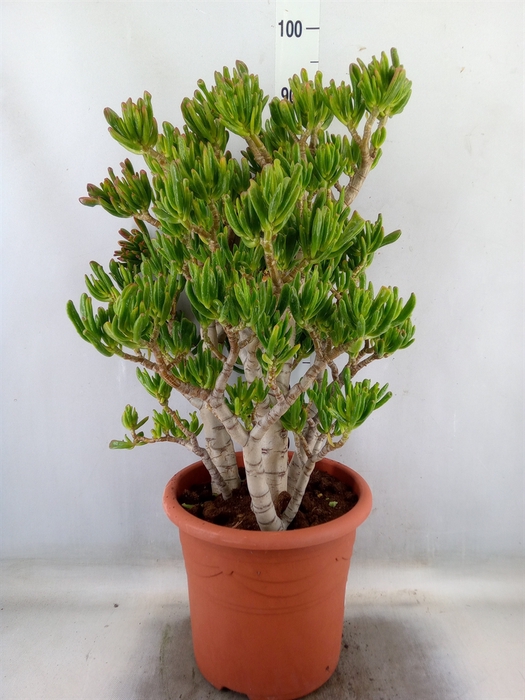 <h4>Crassula ovata 'Hobbit'</h4>