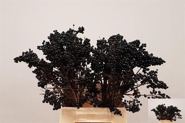 <h4>LIGUSTER MET BES</h4>