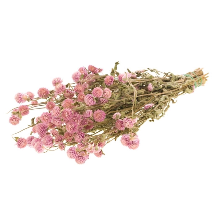 Gomphrena natural pink