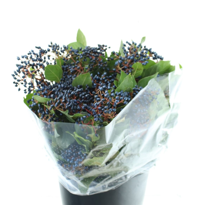 <h4>Vibur Berries Blue</h4>