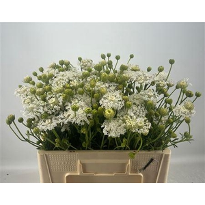 DIDISCUS WIT*