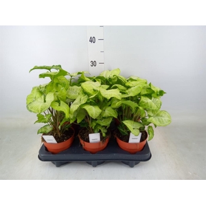 Syngonium  'White Butterfly'