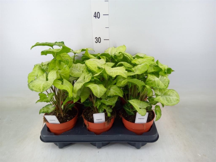 <h4>Syngonium  'White Butterfly'</h4>