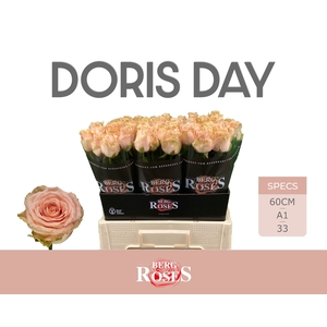 Rozen R GR Doris Day 34