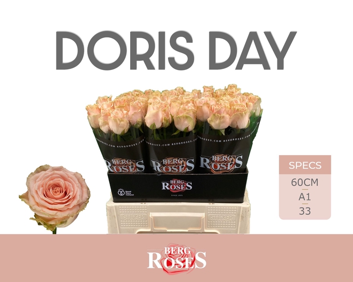 <h4>Rozen R GR Doris Day 34</h4>